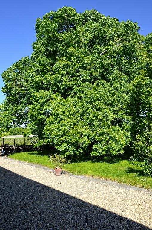 Bed and Breakfast Le Vieux Noyer Saint-Maurice-de-Tavernole Esterno foto